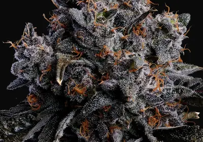 Grape Pop Rocks Auto