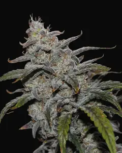 Grape Walker Kush Auto