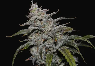 Grape Walker Kush Auto
