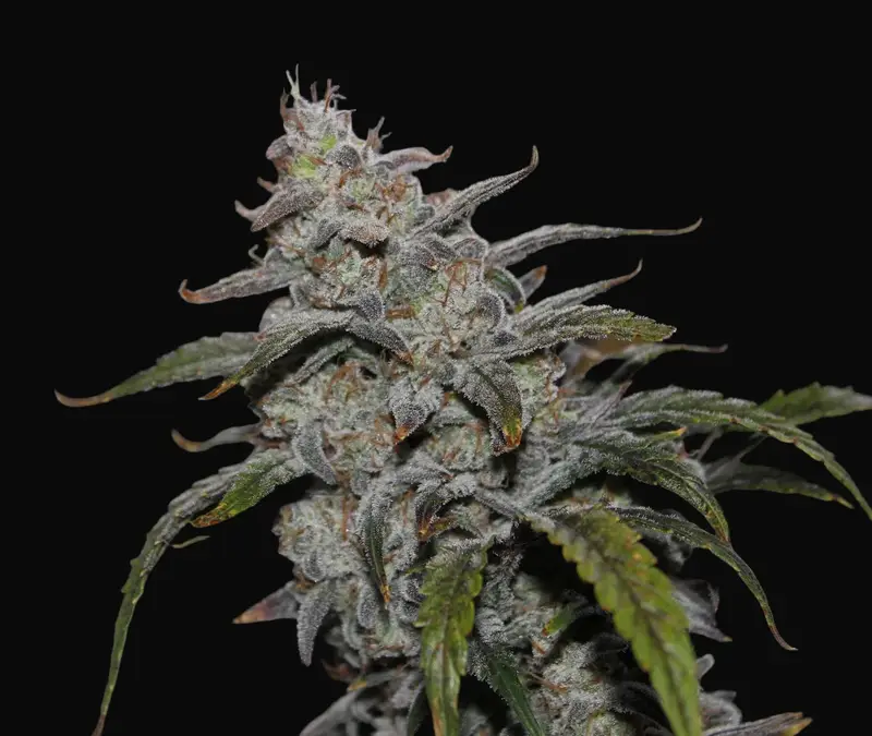 Grape Walker Kush Auto