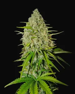 Grapefruit Auto