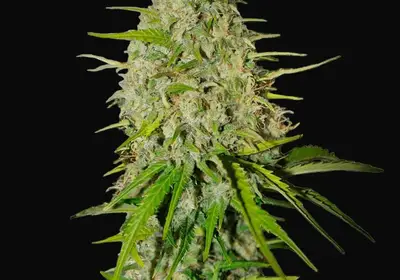 Grapefruit Auto