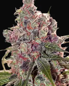 Grapefruit