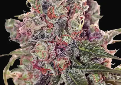 Grapefruit