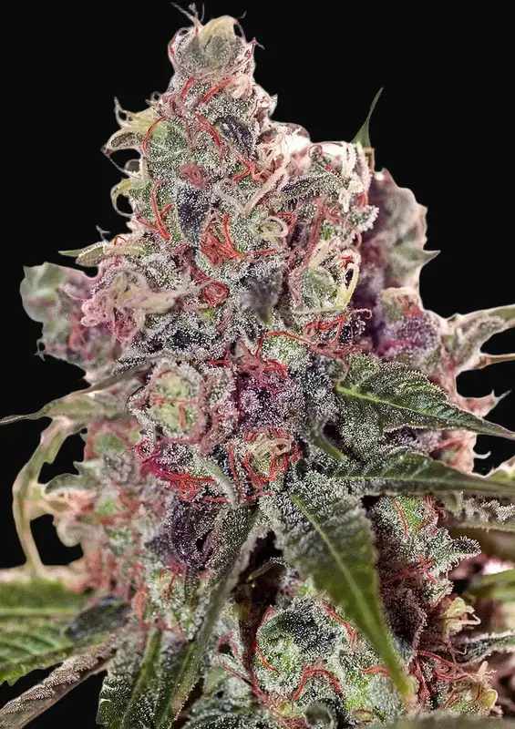 Grapefruit