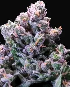 Grapes & Cream Fast