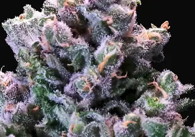 Grapes & Cream Fast