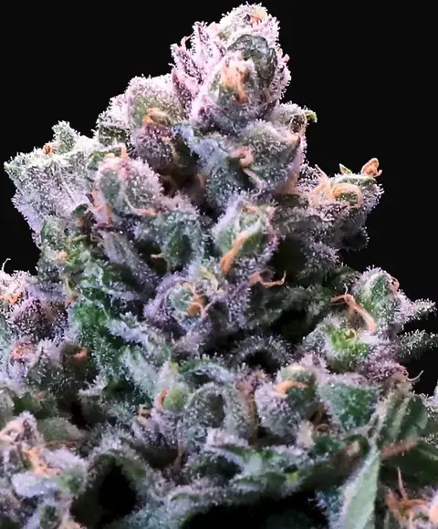 Grapes & Cream Fast