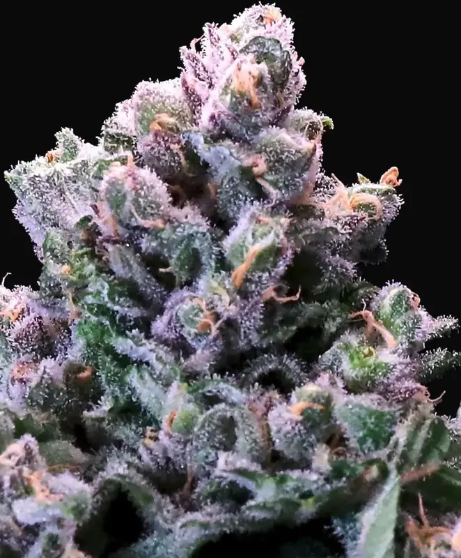 Grapes & Cream Fast
