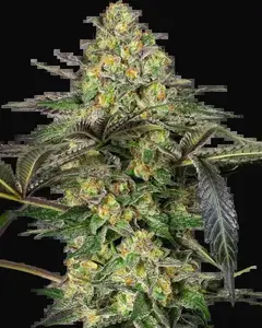 Grapevine Candy Feminized
