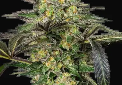 Grapevine Candy Feminized
