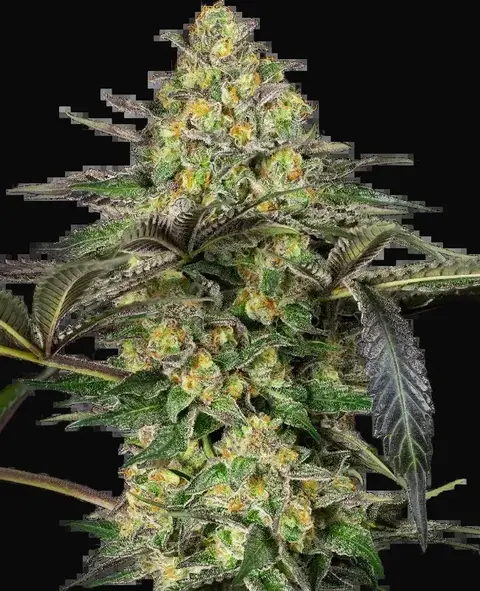 Grapevine Candy Feminized