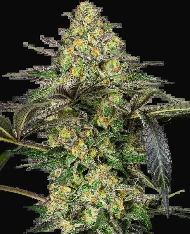 Grapevine Candy Feminized