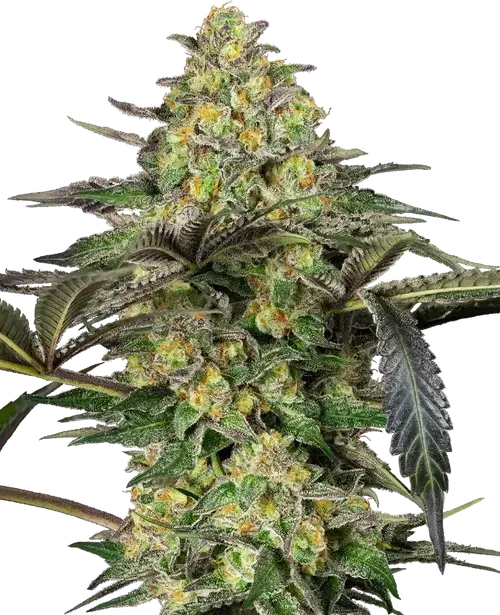 Grapevine Candy Feminized