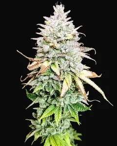 Grateful End OG