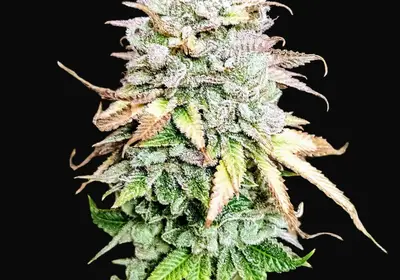 Grateful End OG