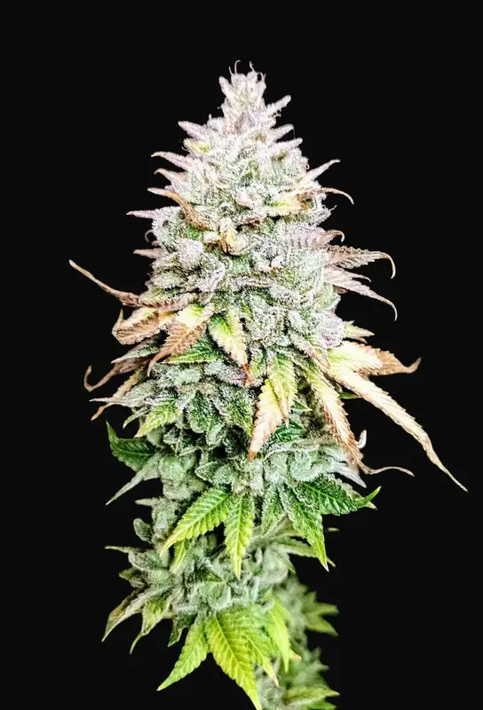 Grateful End OG