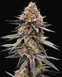 Gravity Berry F1