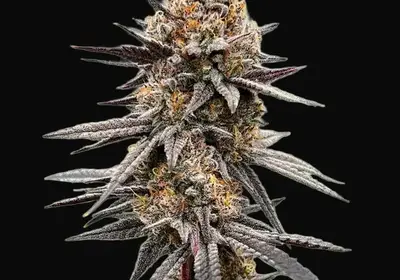 Gravity Berry F1