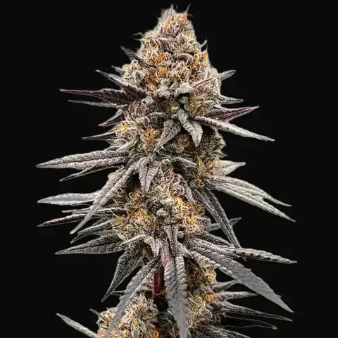 Gravity Berry F1