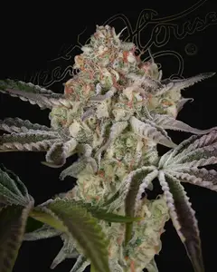 Great White Shark
