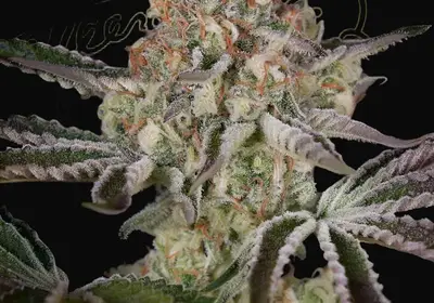 Great White Shark