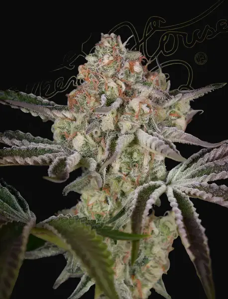 Great White Shark