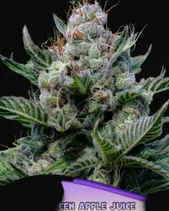 Green Apple Juice Auto