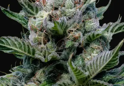 Green Apple Juice Auto
