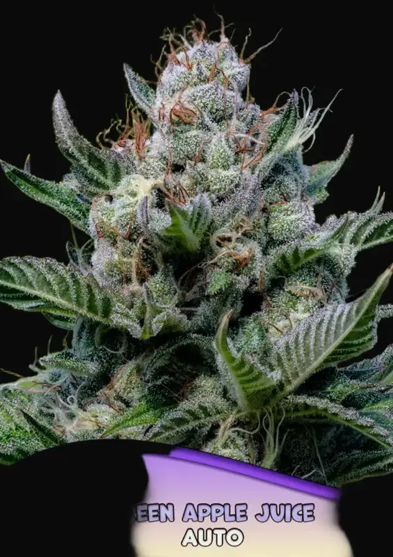 Green Apple Juice Auto