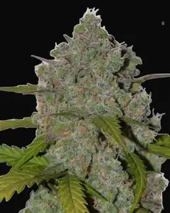 Green Crack Auto