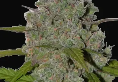 Green Crack Auto