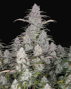Green Crack Auto