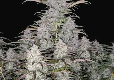 Green Crack Auto