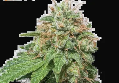 Green Crack Auto