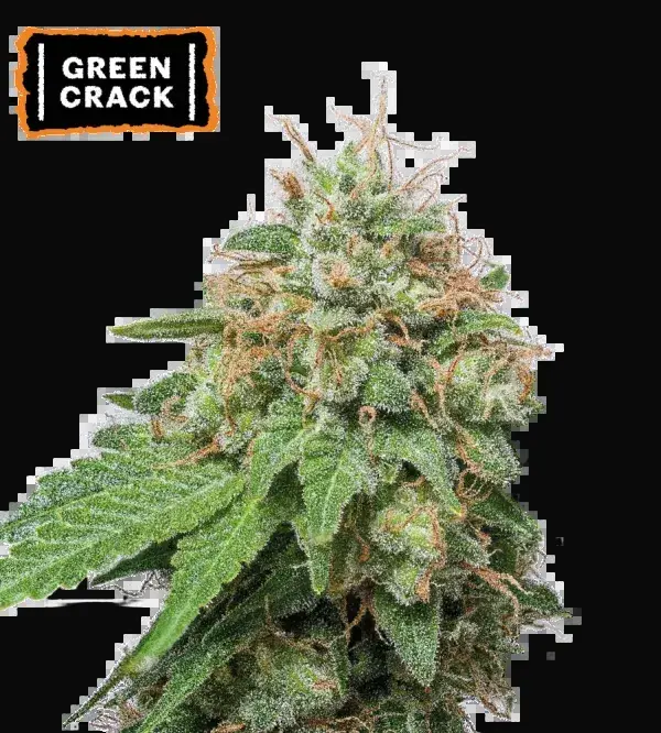 Green Crack Auto