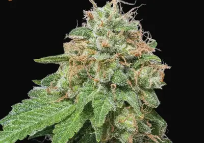 Green Crack Auto