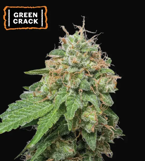Green Crack Auto