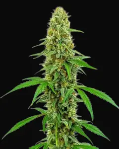 Green Crack