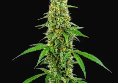 Green Crack