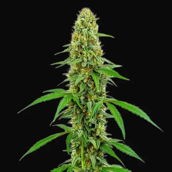 Green Crack