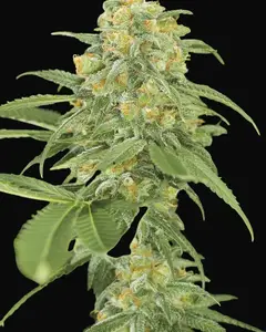 Green Crack