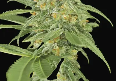 Green Crack