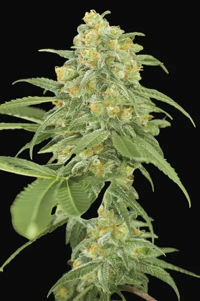 Green Crack