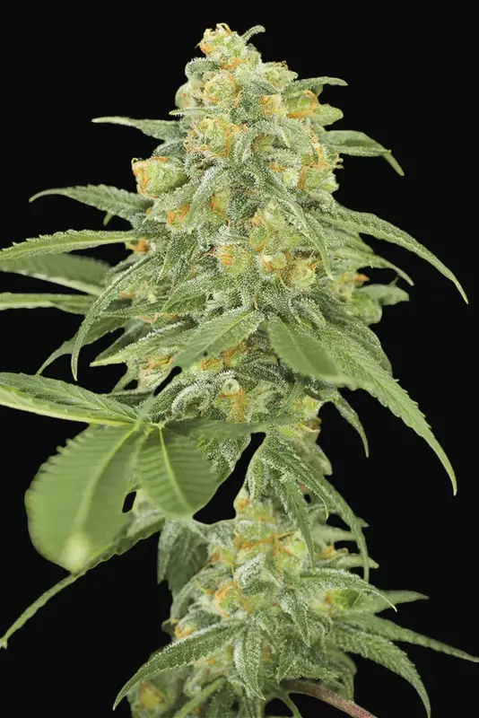 Green Crack
