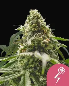 Green Crack Punch