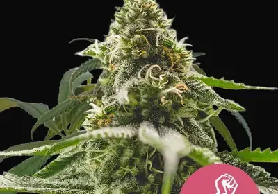 Green Crack Punch