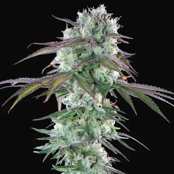 Green Crack Punch — zdjęcie 9