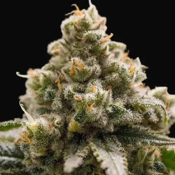 Green Crack Punch — zdjęcie 4