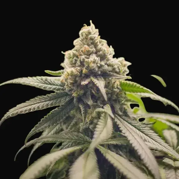 Green Crack Punch — zdjęcie 7